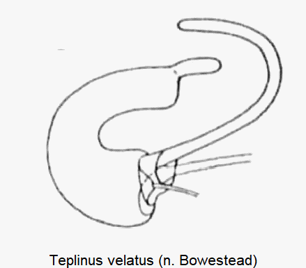 TEPLINUS VELATUS