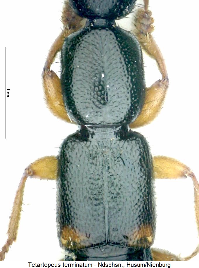 TETARTOPEUS TERMINATUM