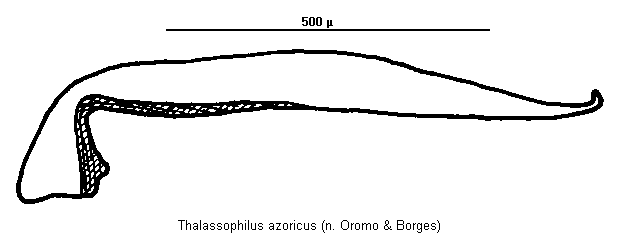 THALASSOPHILUS AZORICUS
