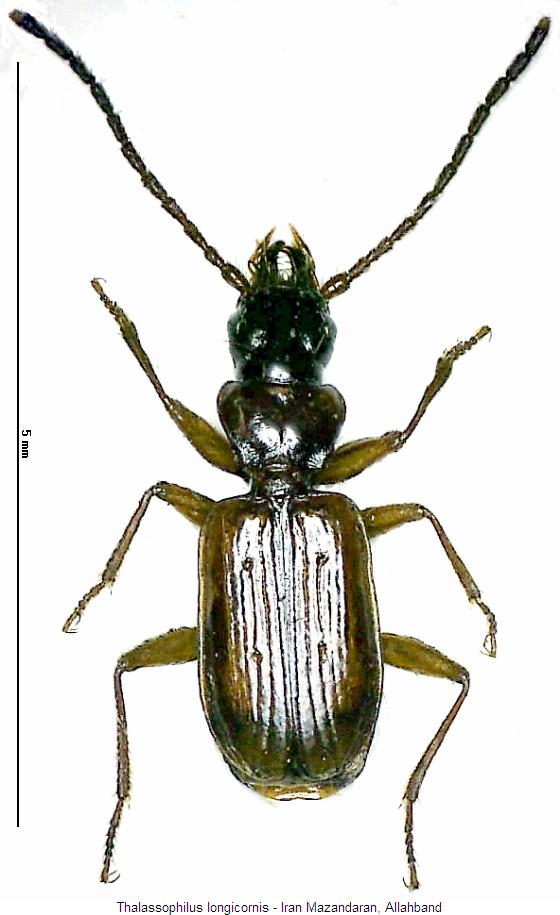 THALASSOPHILUS LONGICORNIS