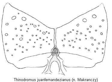 THINODROMUS JUANFERNANDEZIANUS