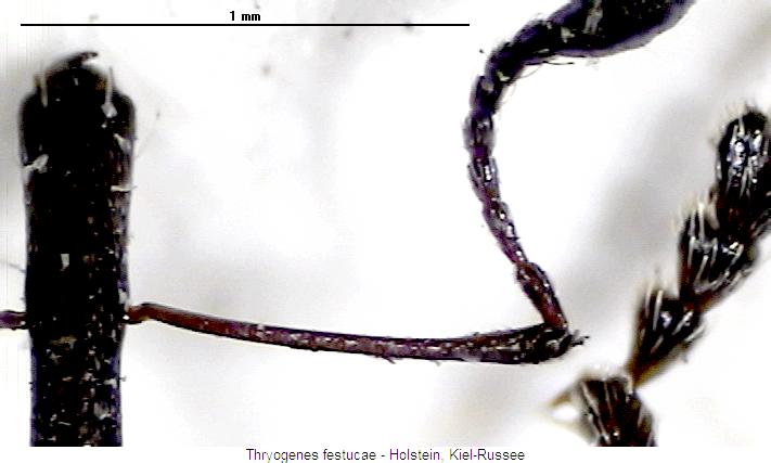 THRYOGENES FESTUCAE