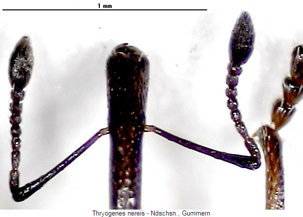 THRYOGENES NEREIS