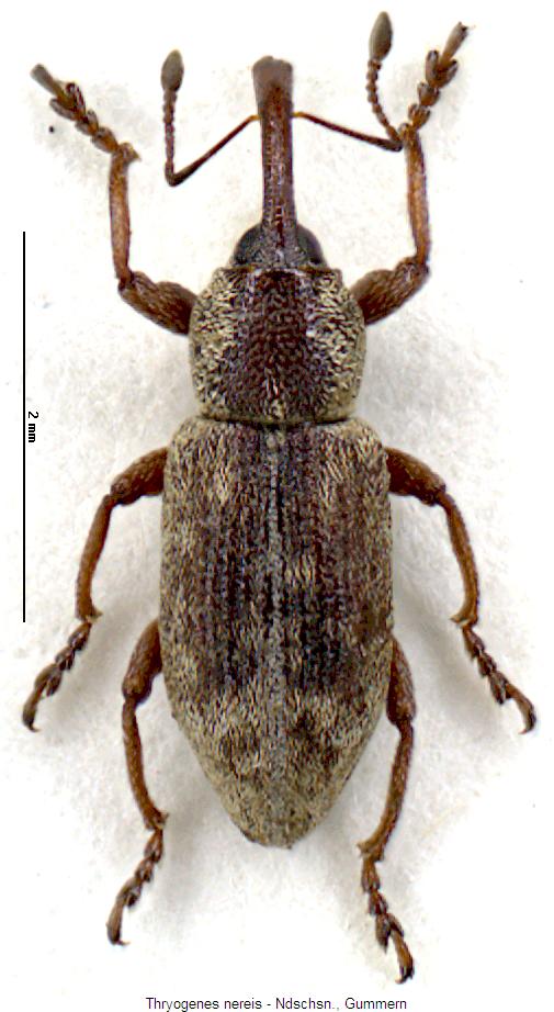 THRYOGENES NEREIS