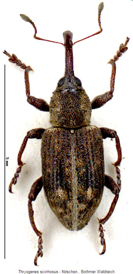 THRYOGENES SCIRRHOSUS