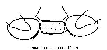 TIMARCHA RUGULOSA