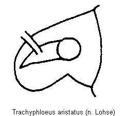 TRACHYPHLOEUS ARISTATUS