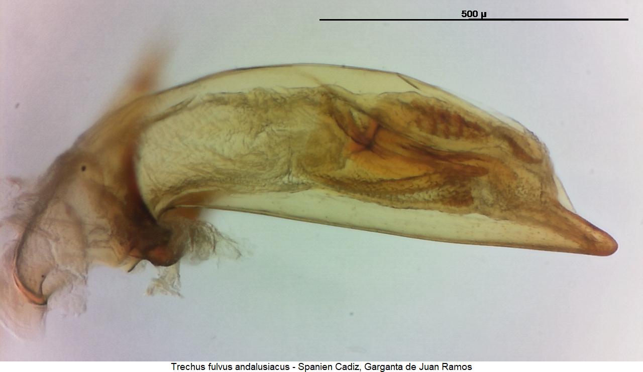TRECHUS ANDALUSIACUS1