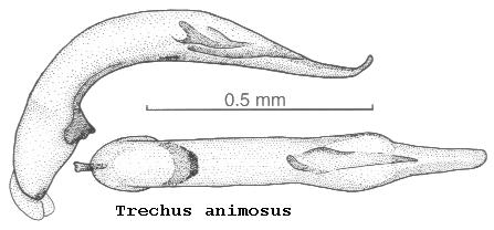 TRECHUS ANIMOSUS.JPG