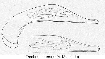 TRECHUS DETERSUS.JPG