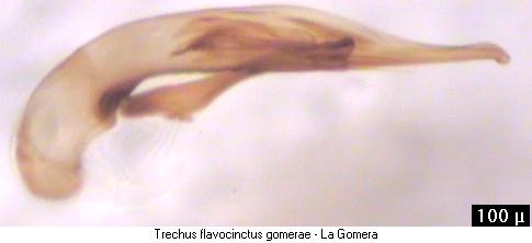TRECHUS FLAVOCINCTUS
