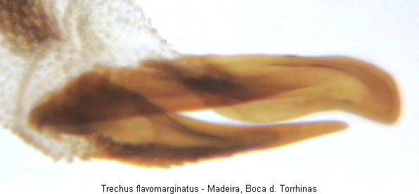 TRECHUS FLAVOMARGINATUS