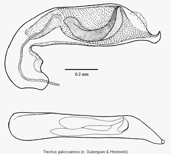 TRECHUS GALICICAENSIS