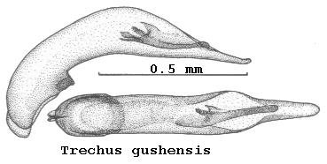 TRECHUS GUSHENSIS.JPG