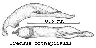 TRECHUS ORTHAPICALIS.JPG