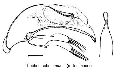 TRECHUS SCHOENMANNI1