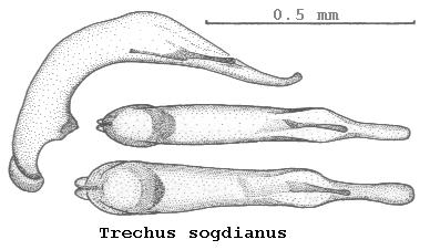 TRECHUS SOGDIANUS.JPG