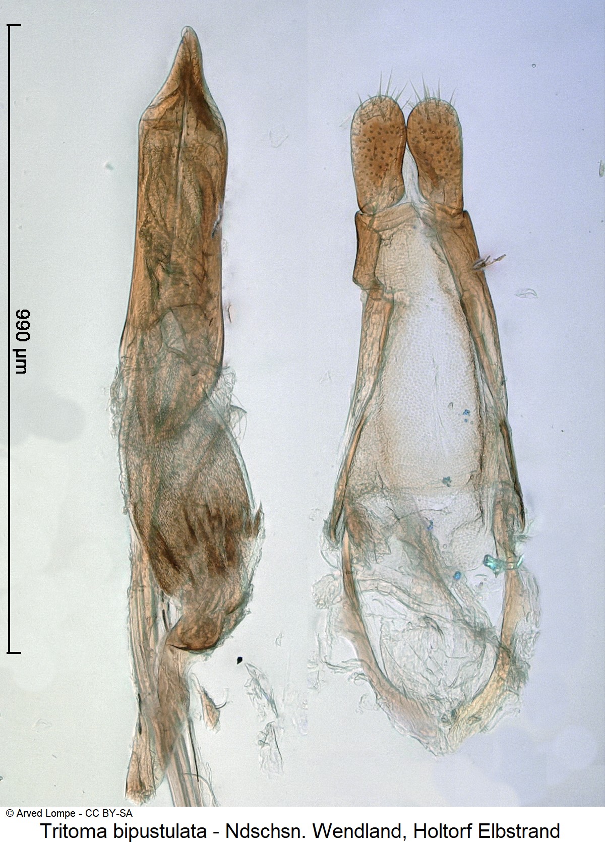 TRITOMA BIPUSTULATA