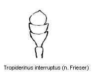 TROPIDERINUS INTERRUPTUS