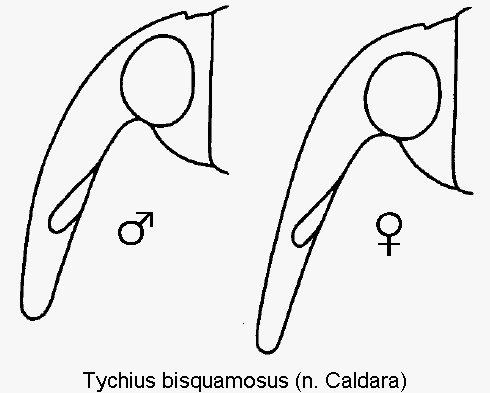 TYCHIUS BISQUAMOSUS