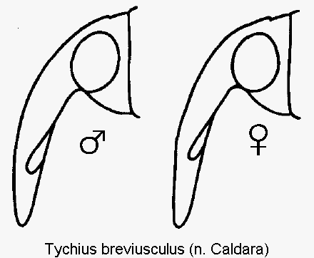 TYCHIUS BREVIUSCULUS