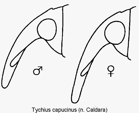 TYCHIUS CAPUCINUS
