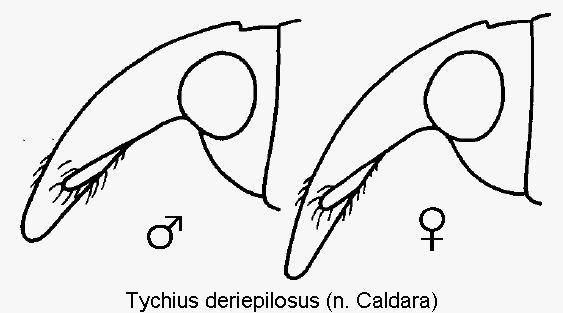 TYCHIUS DERIEPILOSUS