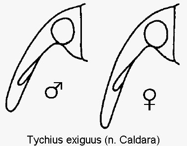 TYCHIUS EXIGUUS