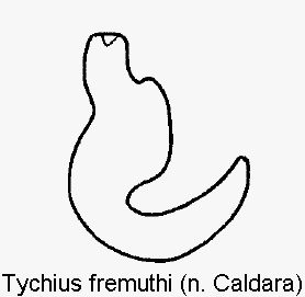 TYCHIUS FREMUTHI