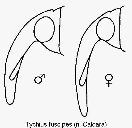 TYCHIUS FUSCIPES