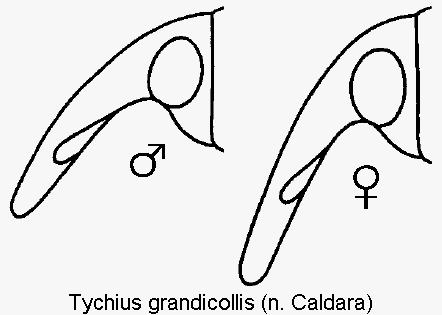 TYCHIUS GRANDICOLLIS