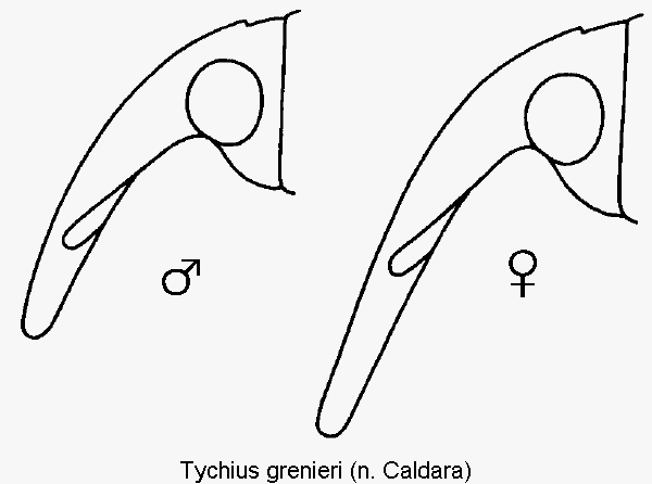 TYCHIUS GRENIERI