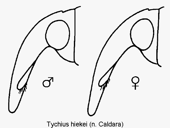 TYCHIUS HIEKEI