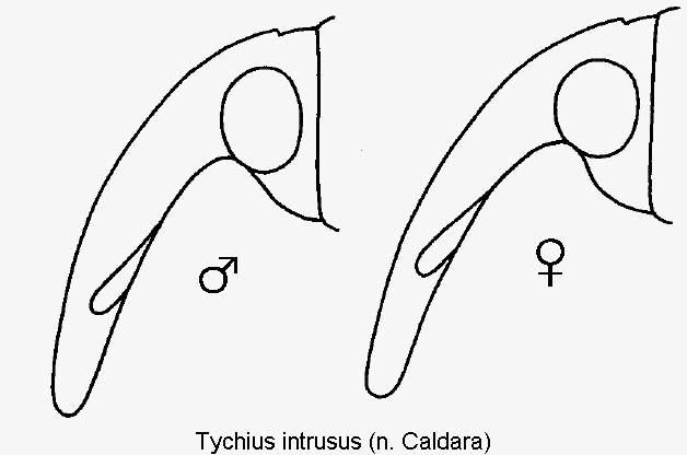 TYCHIUS INTRUSUS