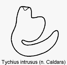 TYCHIUS INTRUSUS