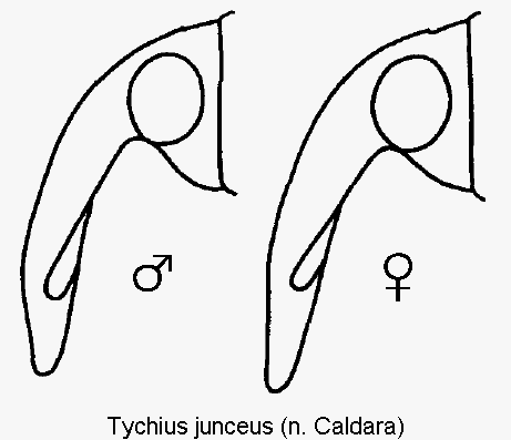 TYCHIUS JUNCEUS