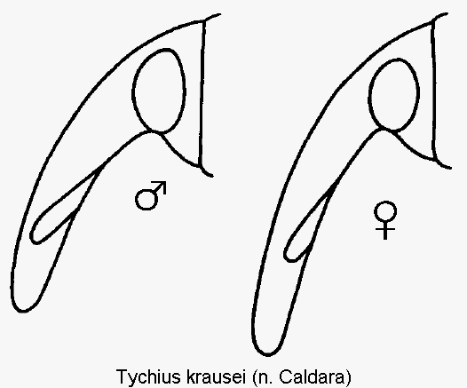 TYCHIUS KRAUSEI
