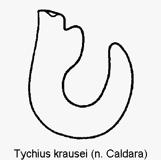 TYCHIUS KRAUSEI