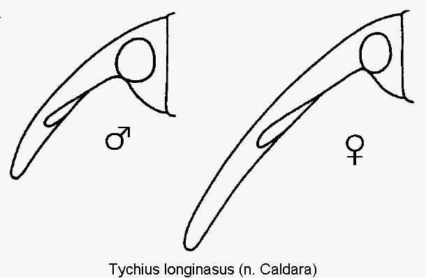 TYCHIUS LONGINASUS