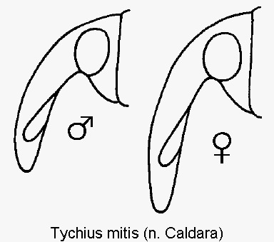 TYCHIUS MITIS