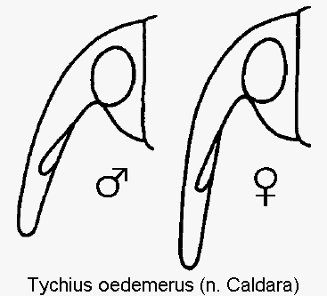 TYCHIUS OEDEMERUS