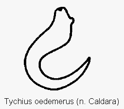 TYCHIUS OEDEMERUS