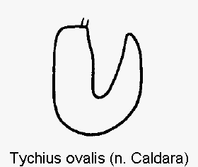 TYCHIUS OVALIS