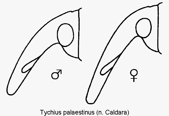 TYCHIUS PALAESTINUS