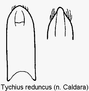 TYCHIUS REDUNCUS.GIF