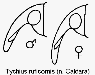 TYCHIUS RUFICORNIS