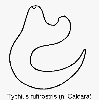 TYCHIUS RUFIROSTRIS