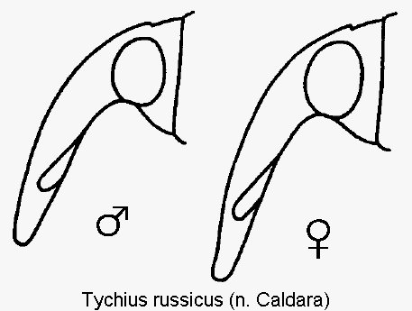 TYCHIUS RUSSICUS