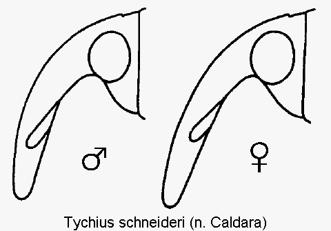 TYCHIUS SCHNEIDERI