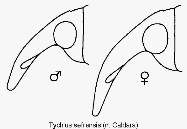 TYCHIUS SEFRENSIS